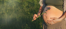 Banner Close Up Belly Of Pregnant Woman Outdoor On Green Field With Wild Flower On Sunset. Healthy Pregnancy On Nature.