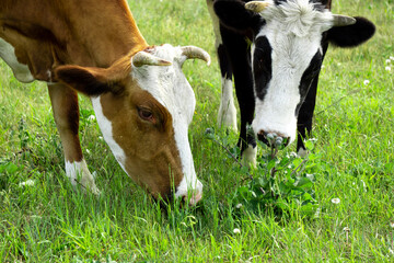 Cow and calf graze in the field. The cow and calf are eating grass. Heads of cows close up. Brown cow and black-white calf.