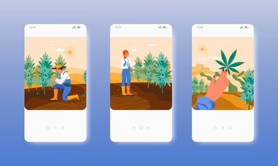 Hemp farm. Cannabis marijuana plants growing. Mobile app screens, vector website banner template. UI, web site design.
