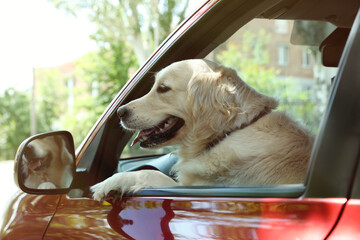 Wall Mural - Adorable Golden Retriever dog on driver seat of car outdoors