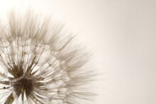 Beautiful Fluffy Dandelion Flower On Beige Background, Closeup. Space For Text