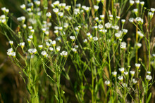 Erigeron Annuus, Annual Fleabane White Flowers Selective Focus