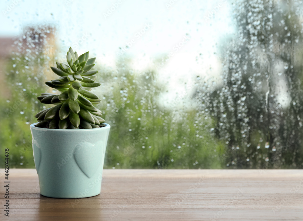 Potted succulent near window on rainy day. Space for text - obrazy, fototapety, plakaty 