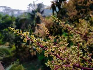 This is the mango flower close-up macro shot in the morning in the winter season in india.