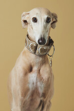 Stylish Greyhound Breed Dog Over Brown Background