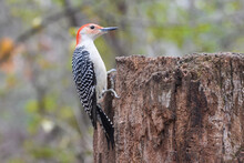 Red-bellied Woodpecker On A Tree Stump