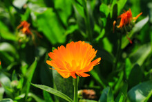Orange Cosmos Flower With Floral Background For The Wallpaper. Cosmos Field.