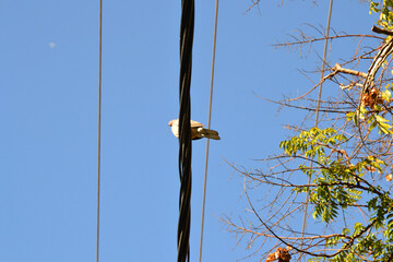 Bird on electricity lines