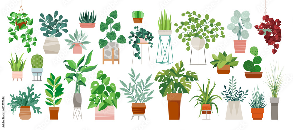 Set of trendy potted plants for home. Different indoor houseplants isolated on white background. Alocasia, begonia, fan palm, monstera, ficus, strelitzia and oxalis. Colored flat vector illustration - obrazy, fototapety, plakaty 