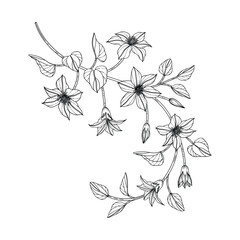 Wall Mural - Hand drawn clematis floral illustration..