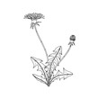 Hand drawn dandelion floral illustration..