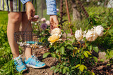 Fototapeta Mapy - Woman deadheading spent rose blooms in summer garden. Gardener using pruner and basket for work outdoors.