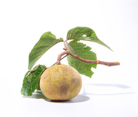 Wall Mural - ripe santol fruits and green santol leaf on white background planting agriculture food isolated
