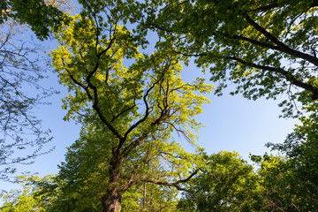 trees with green foliage in the summer