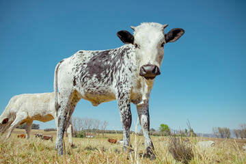 Wall Mural - nguni calves in field