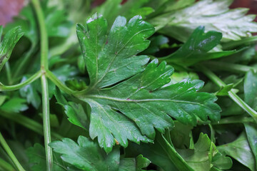 Macro closeup of isolated green raw fresh flat smooth leaf parsley