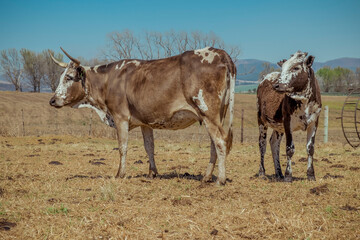 Wall Mural - nguni cattle in field at sunrise