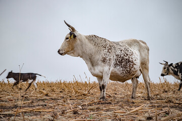 Wall Mural - Nguni cow standing in a farm field