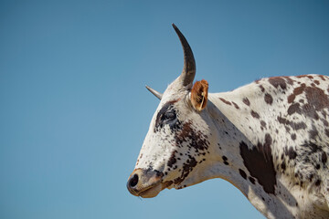 Wall Mural - Nguni cow head and shoulders against blue sky