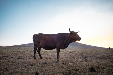 Wall Mural - Nguni cow standing in a farm field