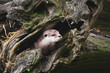 The otter, lutra in the rhizome of the tree in the forest. World Wildlife Day, nature, forest and river conservation, ecology 