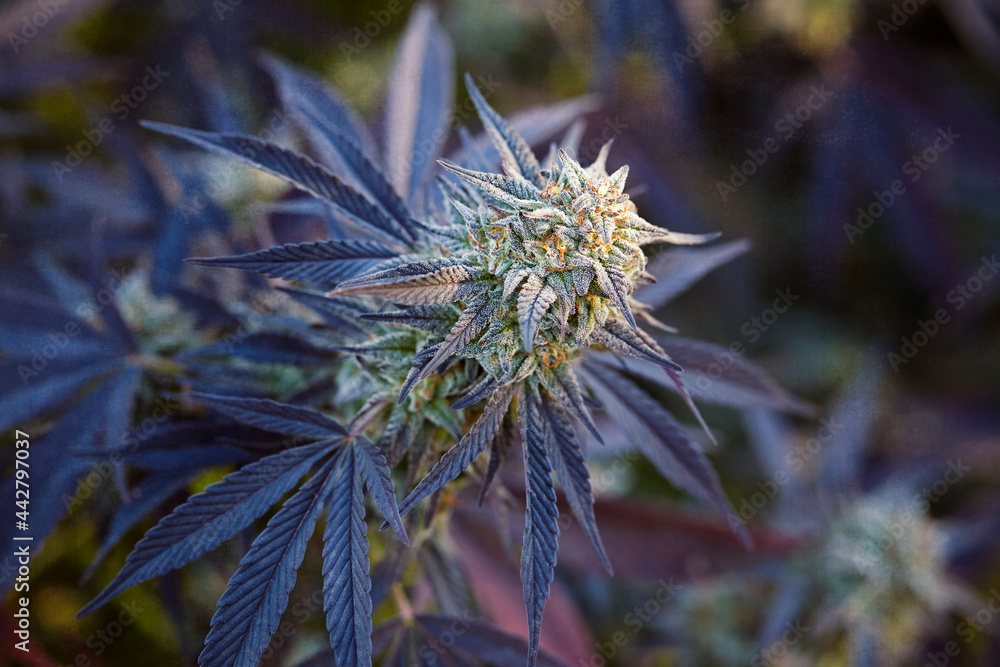 close up of cannabis strain Wedding Cake flowering Stock Photo | Adobe Stock