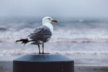 Seagull Standing On A Pole