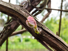 Close-up Shot Of Small Leaves Of Grapevine And Pink Grape Sprouts Starting To Grow From Dormant Grape Plant Branches In Spring