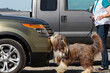 Side view of a sheep dog sniffing an automobile, doing scent work during a vehicle search with a partial view of the handler