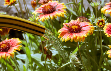 Watering flowers with a hose in summer garden. Adobe RGB color space.