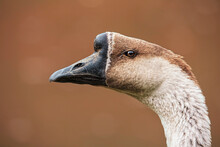 Portrait Of A Goose