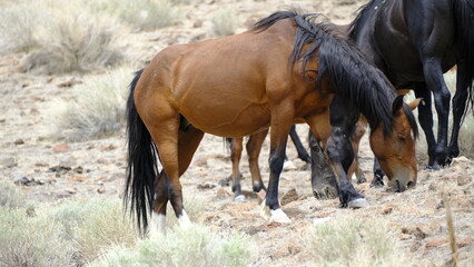 herd of wild horses grazing