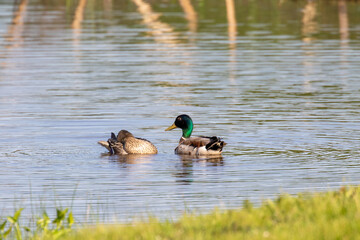 Wall Mural - duck on the lake