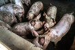 A small piglet in the farm. group of mammal waiting feed. swine in the stall in Brazil