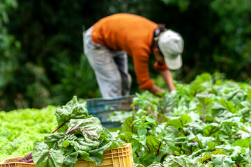 Wall Mural - Farmer harvests beetroot from her garden at a family farm in the municipality of Apiai