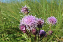 Bright Pink Flowers Prickly Weeds With Thorns In The Grass Burdock