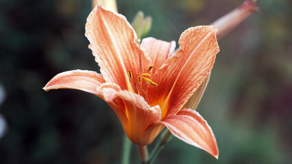 orange daylily flowers