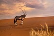 Side view of a beautiful oryx (Oryx gazella) standing near the ridge of a red sand dune at sunset, turning its head toward the camera, in the Namib Desert, Namibia.