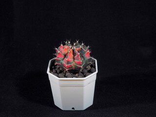 Wall Mural - Close-up a Gymnocalycium mihanovichii variegated hybrid plaiting in white flowerpot on black background.