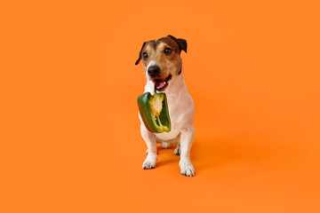 Cute dog eating bell pepper on color background