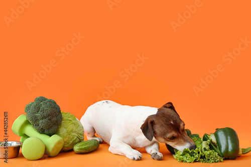 Cute dog eating vegetables on color background