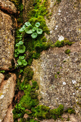 Lichen and moss on fountain stone