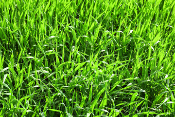 Fresh green grass on lawn, closeup