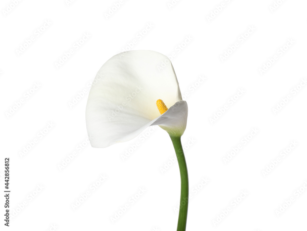 Beautiful calla lily on white background