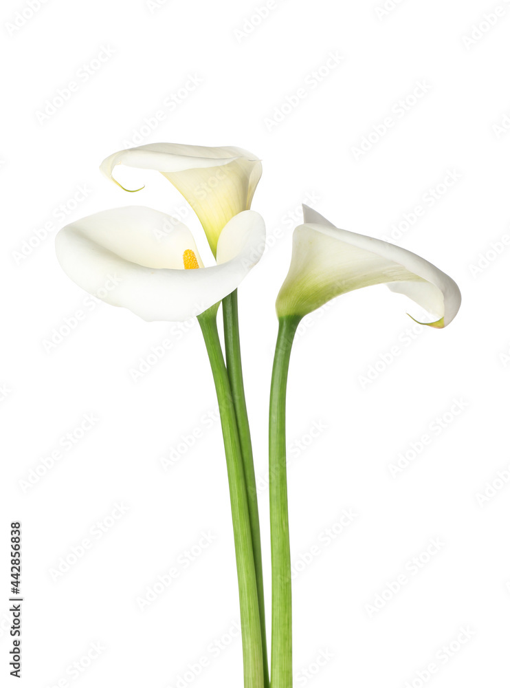Beautiful calla lilies on white background