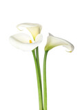 Beautiful calla lilies on white background