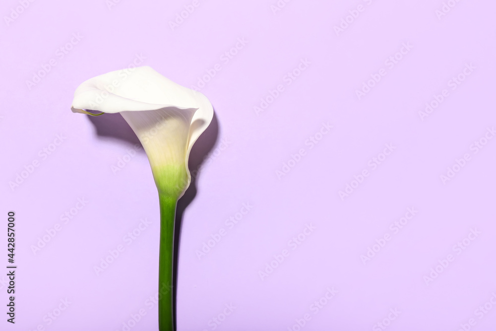 Beautiful calla lily on color background