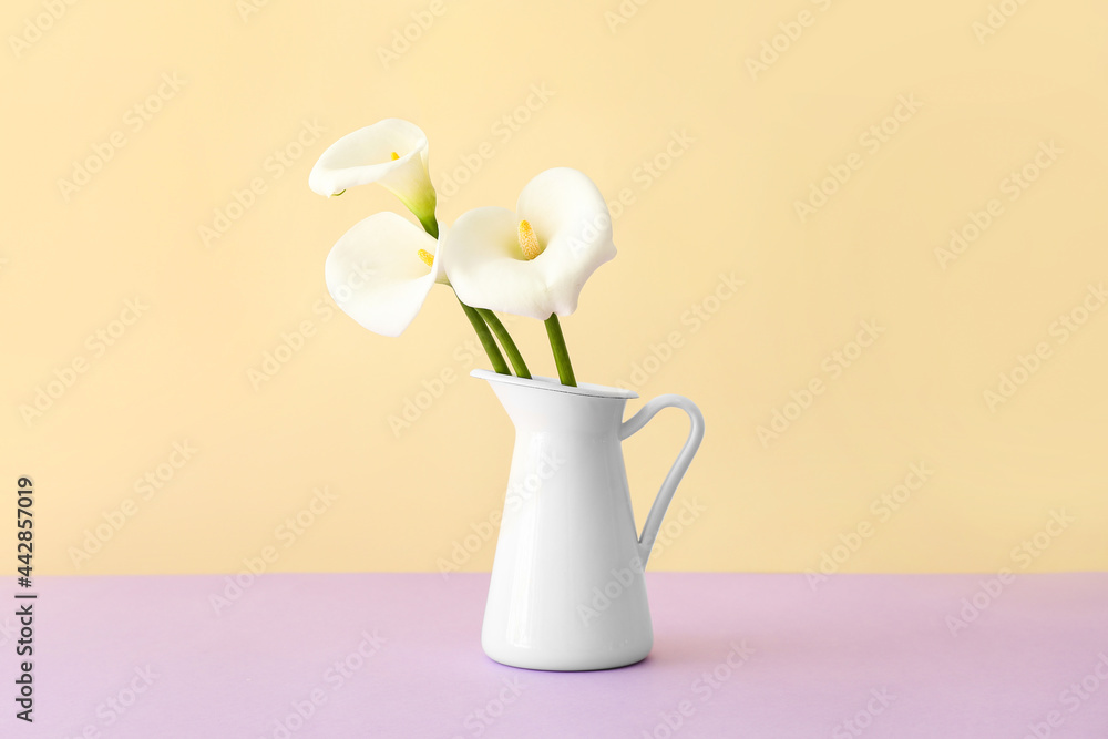 Vase with beautiful calla lilies on color background