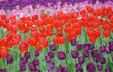 Wall Mural - field of tulips