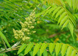 Blütenknospen vom Essigbaum, Rhus typhina